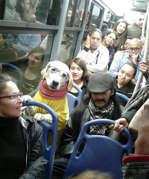 Funny Animals (44 pics)