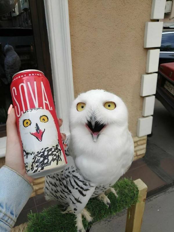 Funny Animals (44 pics)