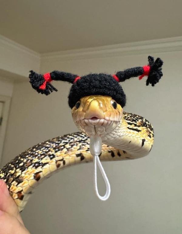 Funny Animals (44 pics)