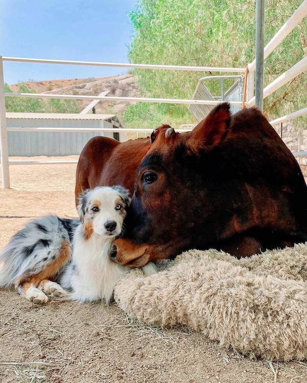 Funny Animals (44 pics)