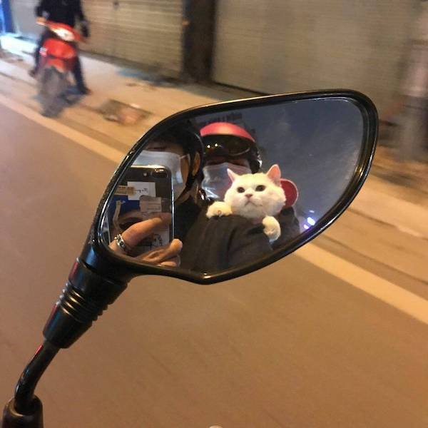 Funny Animals (44 pics)