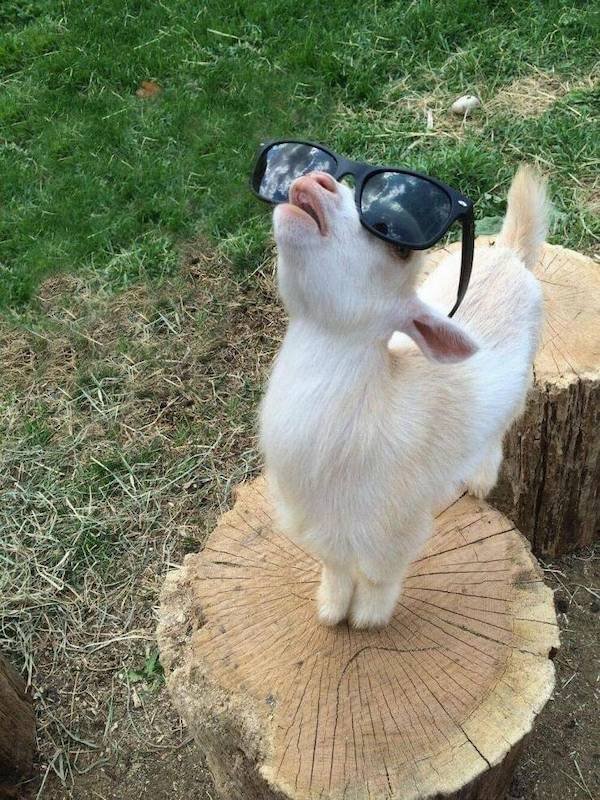 Funny Animals (44 pics)