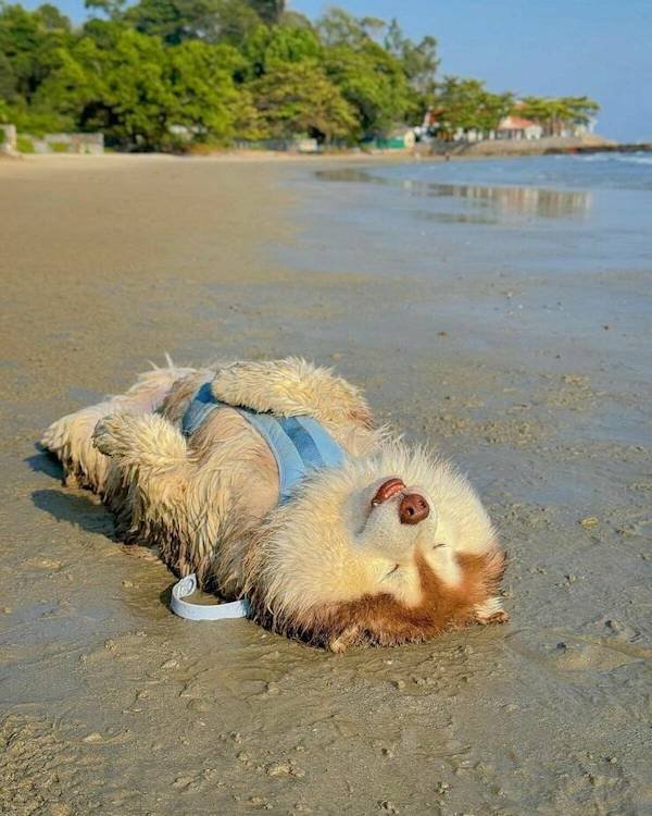 Funny Animals (44 pics)