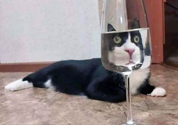 Funny Animals (44 pics)