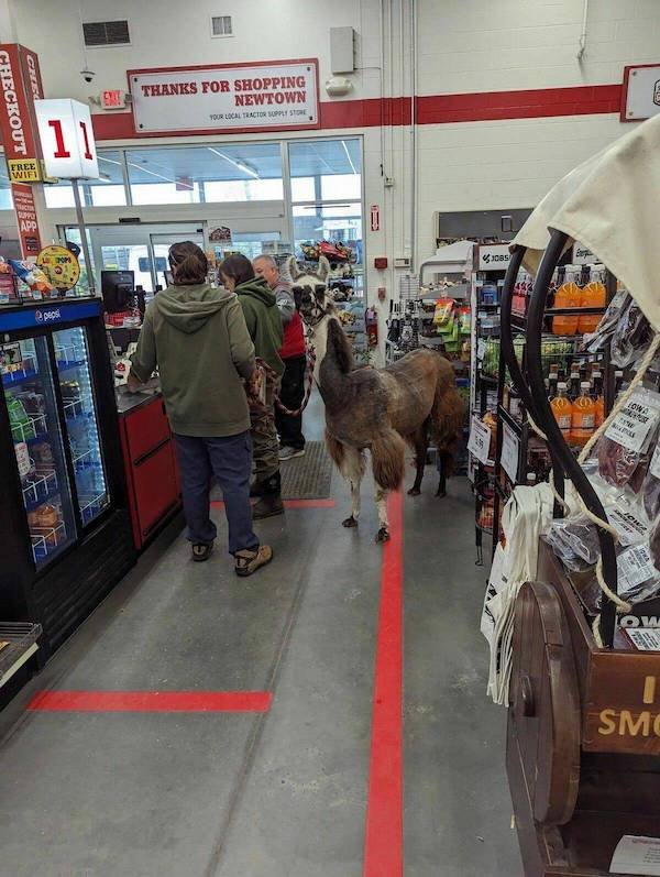 Funny Animals (44 pics)