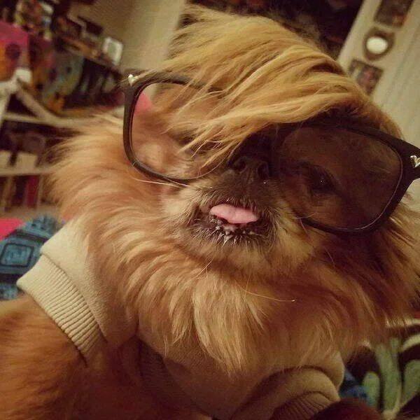 Funny Animals (44 pics)