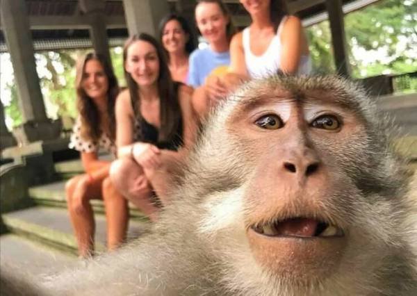 Funny Animals (44 pics)