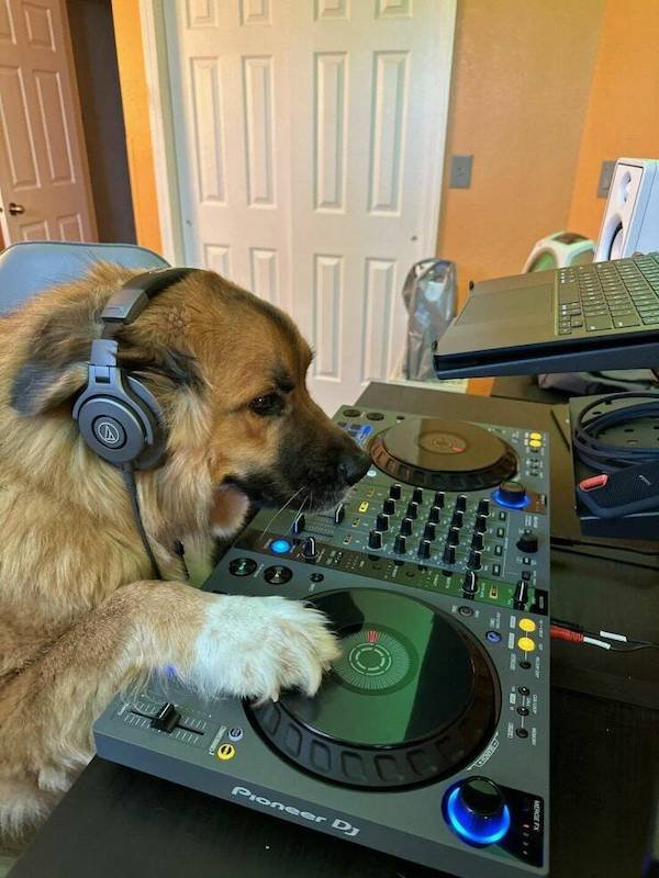 Funny Animals (44 pics)