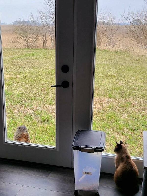 Funny Animals (44 pics)