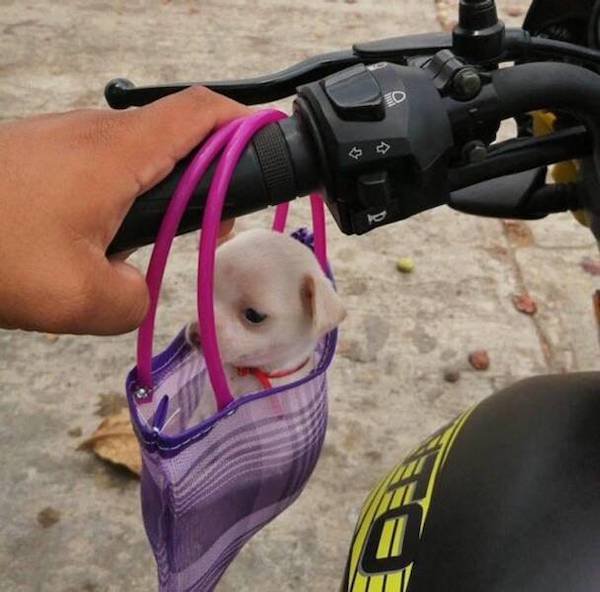 Funny Animals (44 pics)
