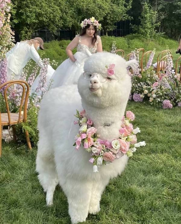 Funny Animals (44 pics)