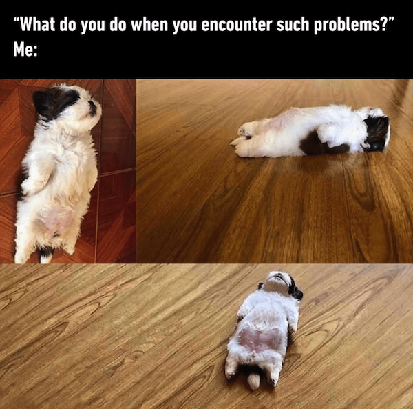 Funny Animals (44 pics)