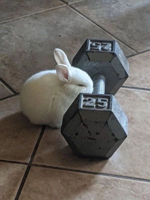Funny Animals (44 pics)
