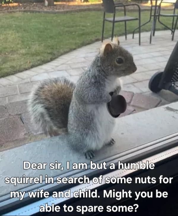 Funny Animals (44 pics)