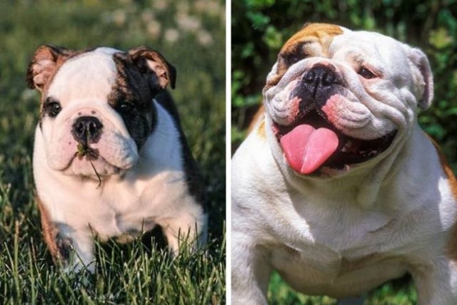 How Different Dogs Look As Puppies (20 pics)