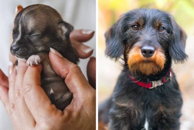 How Different Dogs Look As Puppies (20 pics)