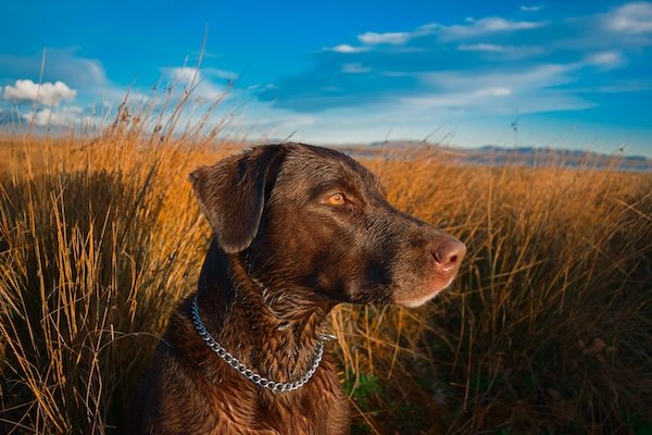 Hunting Photos (23 pics)