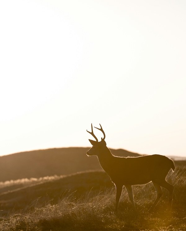 Hunting Photos (23 pics)