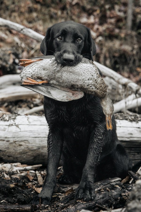 Hunting Photos (23 pics)