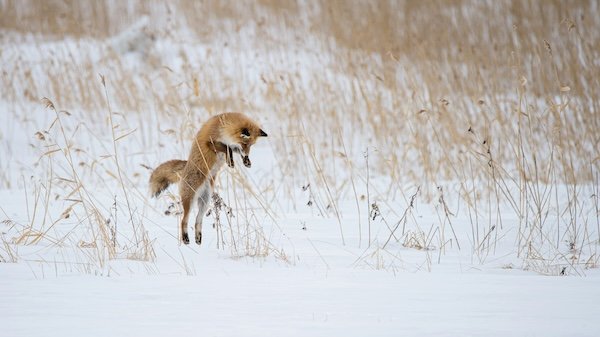 Hunting Photos (23 pics)
