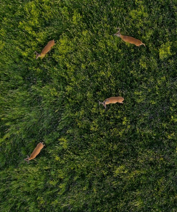 Hunting Photos (23 pics)