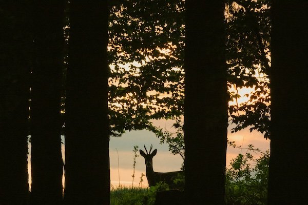 Hunting Photos (23 pics)