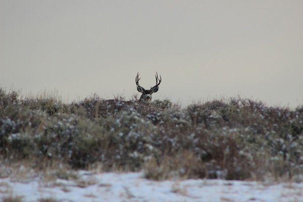Hunting Photos (23 pics)