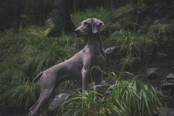 Hunting Photos (23 pics)