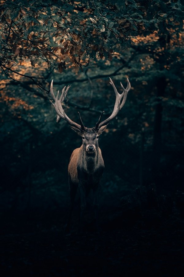 Hunting Photos (23 pics)
