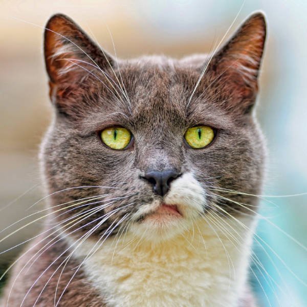 Angry Cats (21 pics)