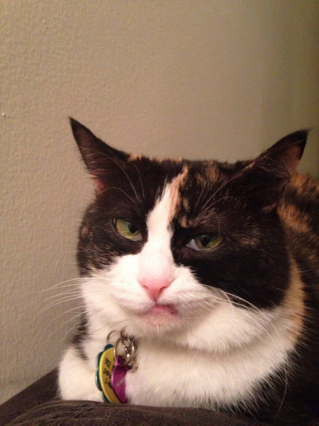 Angry Cats (21 pics)