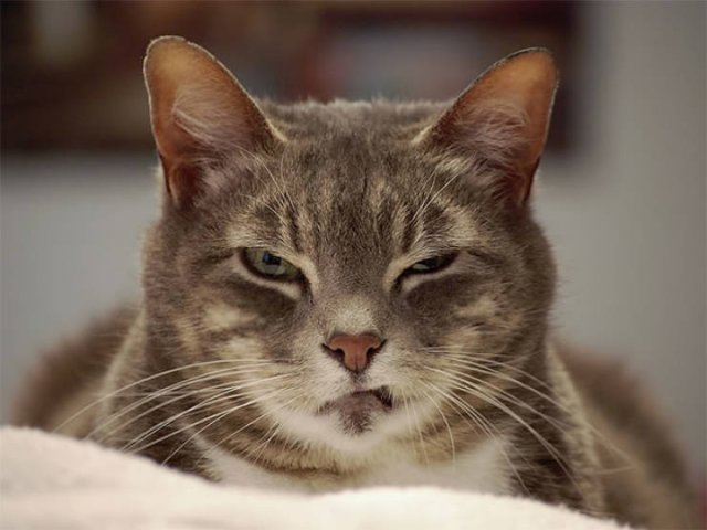 Angry Cats (21 pics)