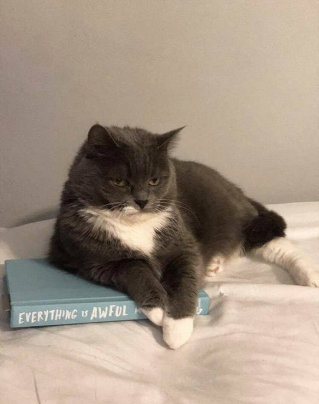 Angry Cats (21 pics)