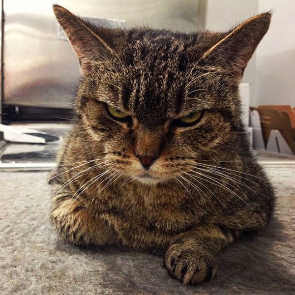 Angry Cats (21 pics)