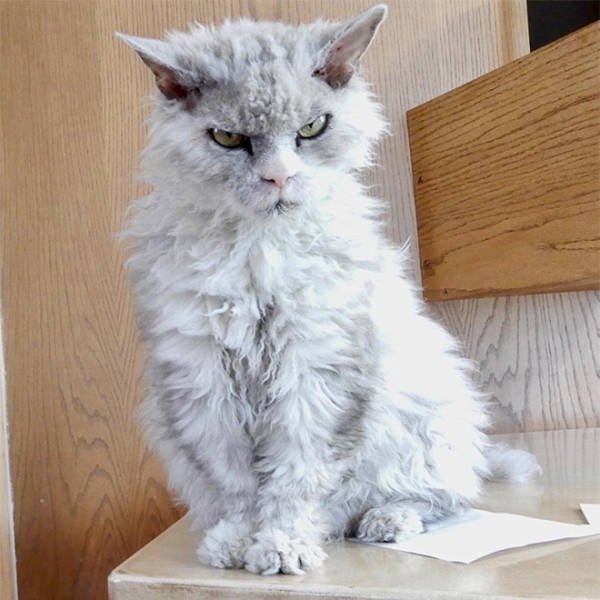 Angry Cats (21 pics)