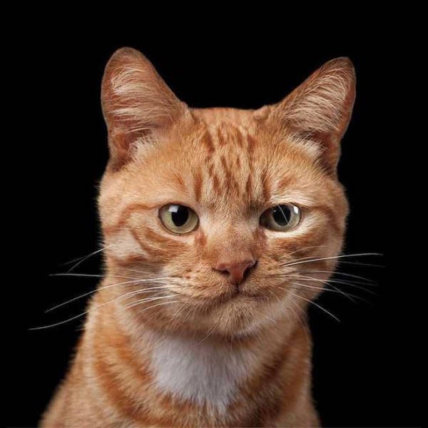 Angry Cats (21 pics)