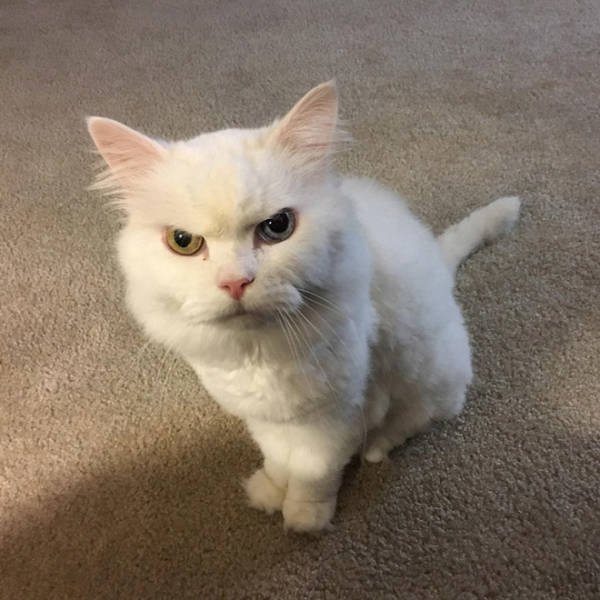 Angry Cats (21 pics)