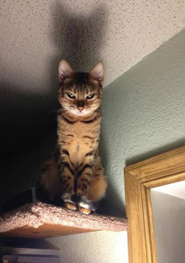 Angry Cats (21 pics)