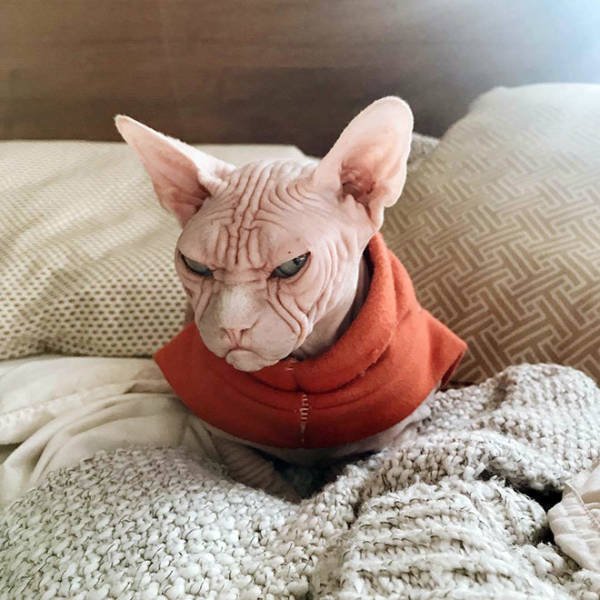 Angry Cats (21 pics)
