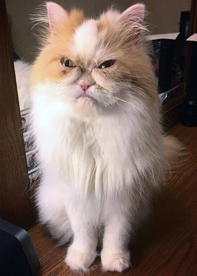 Angry Cats (21 pics)