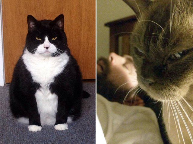 Angry Cats (21 pics)