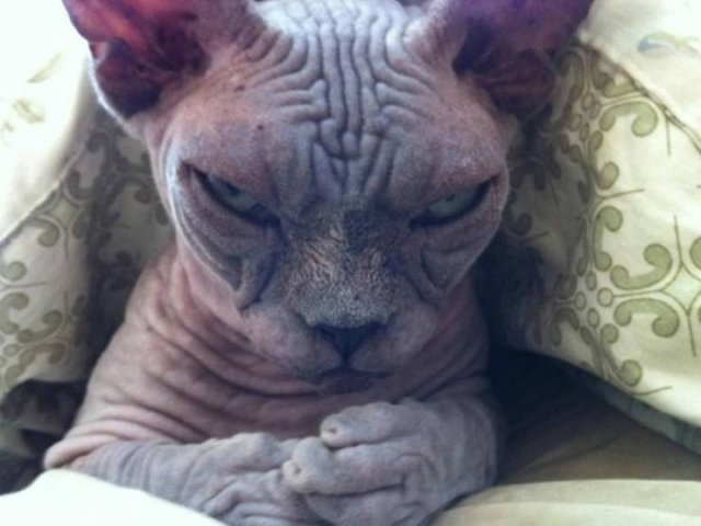 Angry Cats (21 pics)