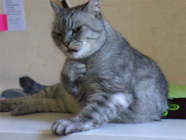 Angry Cats (21 pics)