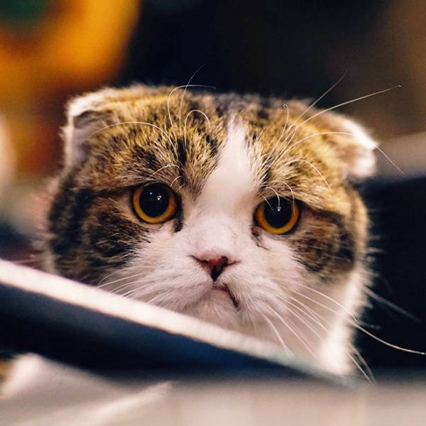 Angry Cats (21 pics)