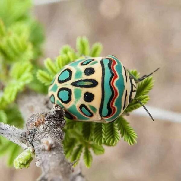 Amazing Nature (18 pics)