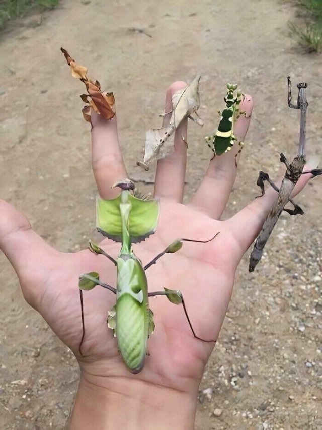 Amazing Nature (18 pics)