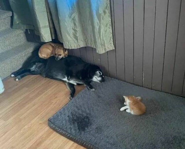 Funny Animals (22 pics)