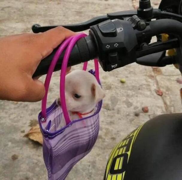 Funny Animals (22 pics)