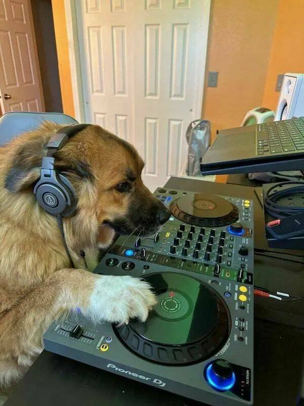Funny Animals (22 pics)