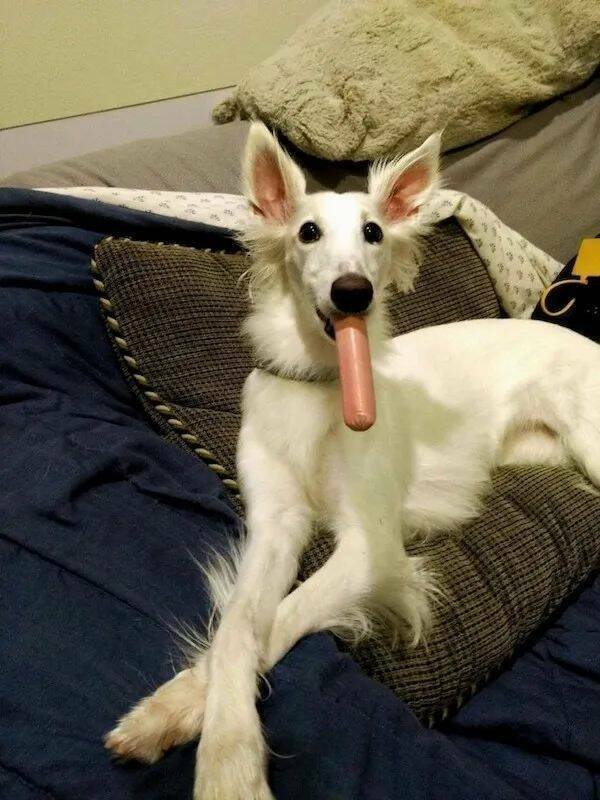 Funny Animals (22 pics)